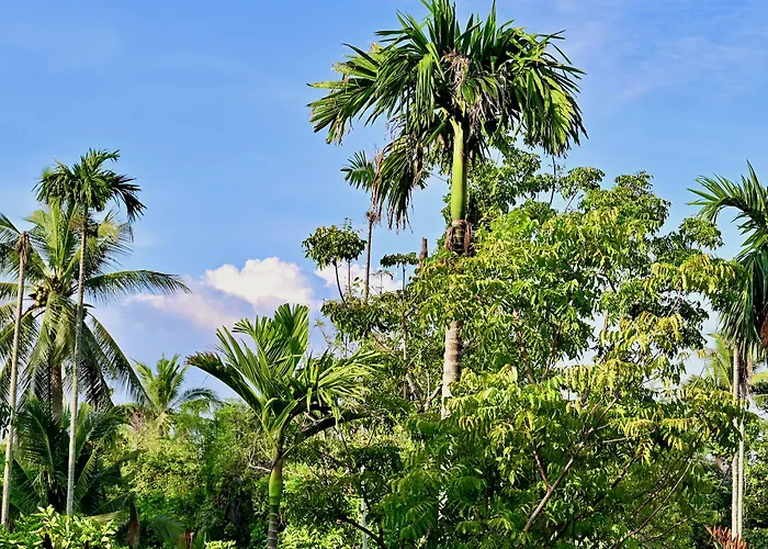 Coconut Lane